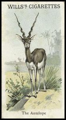 00WA Antelope.jpg